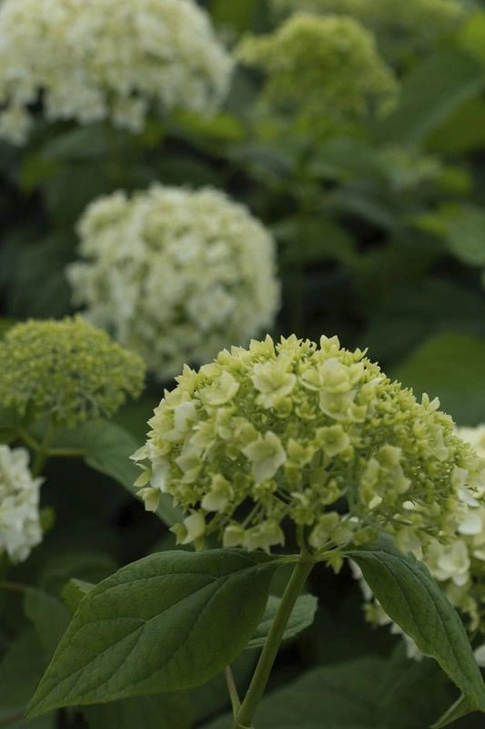 Ornamental Shrubs afbeelding