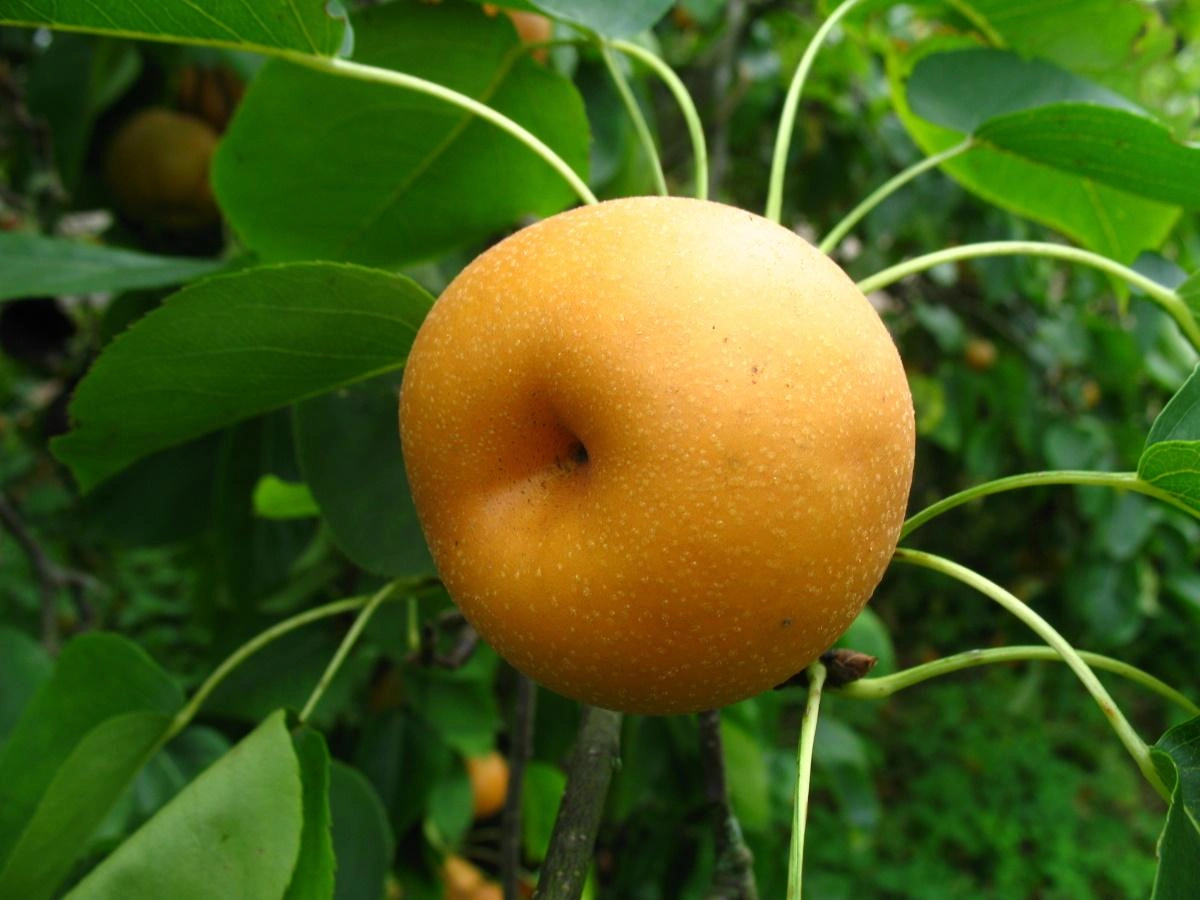 Pear Trees afbeelding