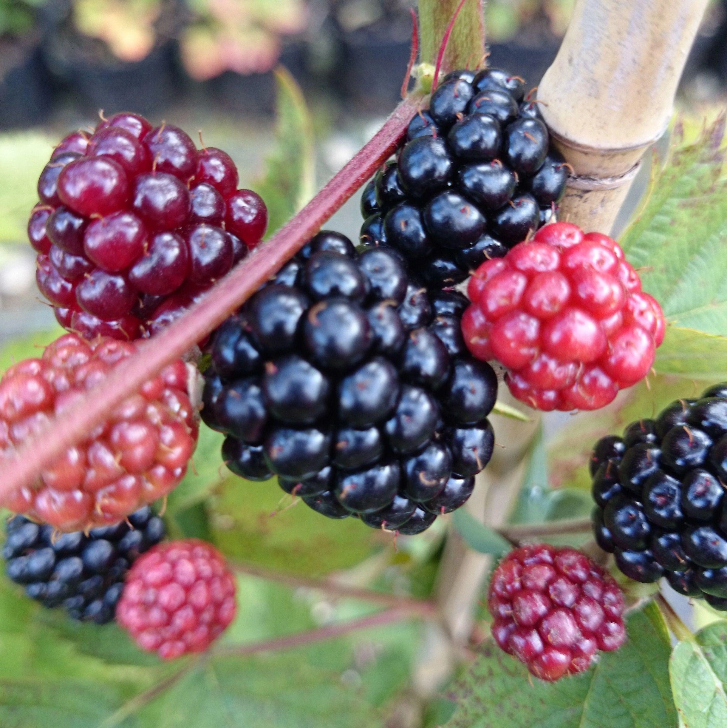 Blackberry Bushes afbeelding