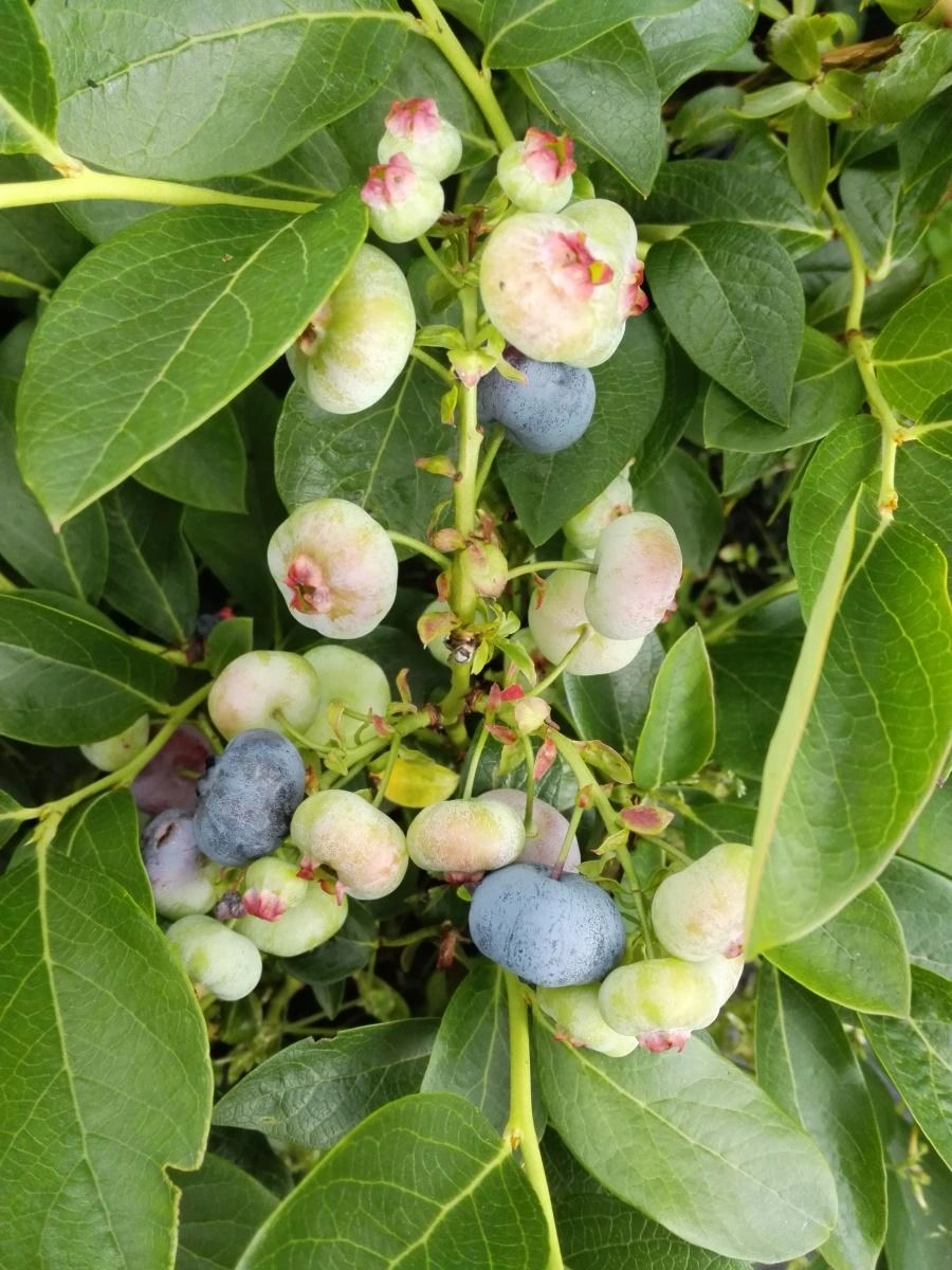 Blueberry Bushes afbeelding