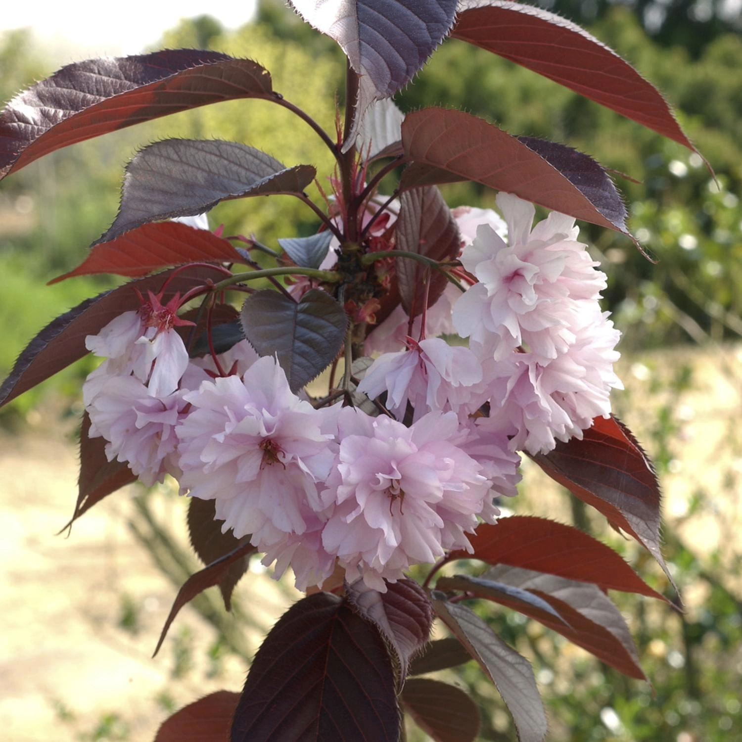 Cherry Trees afbeelding