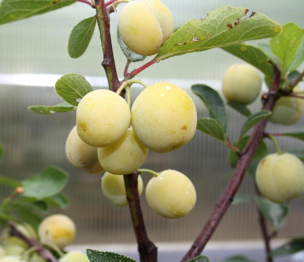 Mirabelle Trees afbeelding
