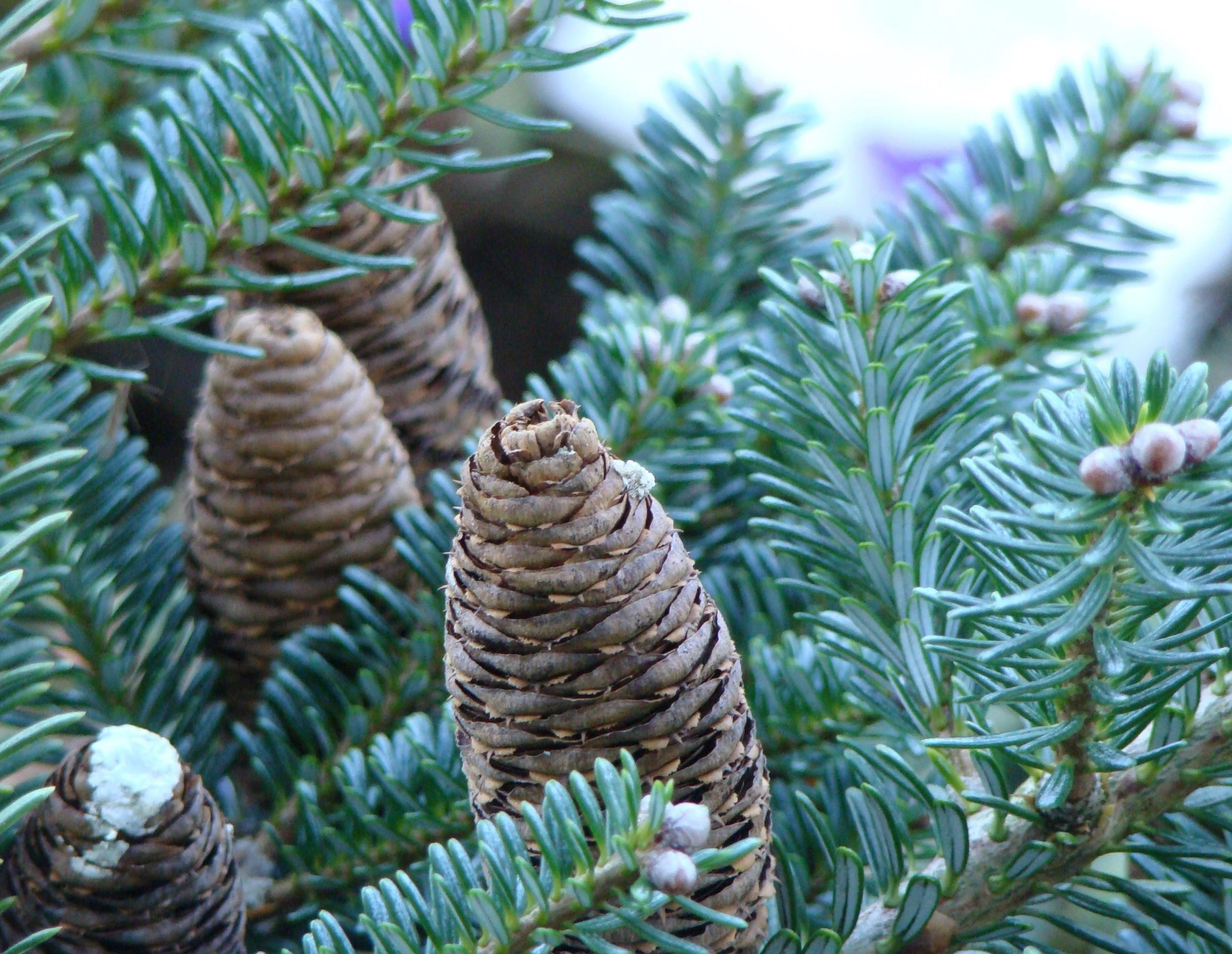 Conifers afbeelding