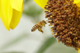 Insektenschutz & Schädlinge afbeelding