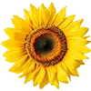 Sonnenblumenkerne Vogelfutter afbeelding
