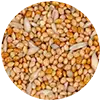 Nymphensittich Futter afbeelding