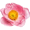 Blumensamen afbeelding
