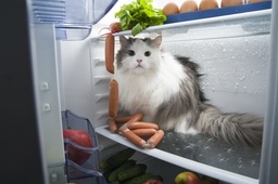 Kühlschrank Mit Gefrierfach Klein afbeelding