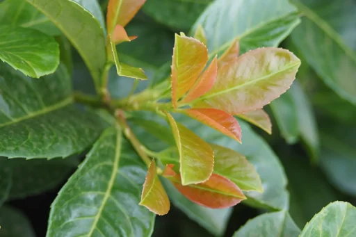 "Cherry Laurel, Prunus laurocerasus "Etna", 4.6-liter pot, set of 3 image"