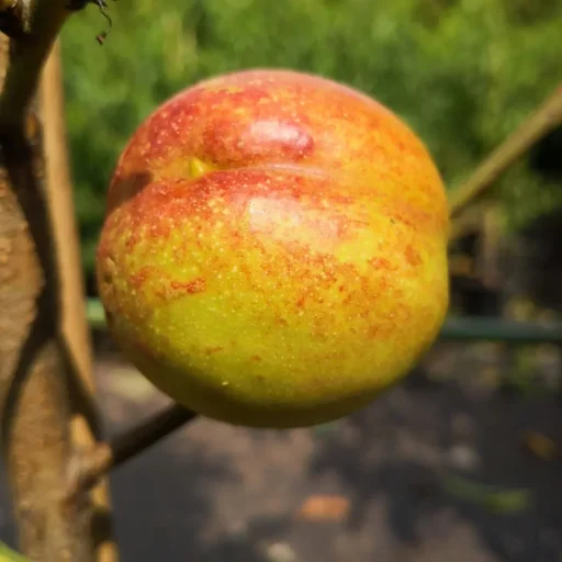 "Nectarine "Harnas" bush, 10L container, easy to stone image"