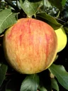 Dwarf apple "James Grieve Super Compact", 7.5L container, refreshingly sour and juicy