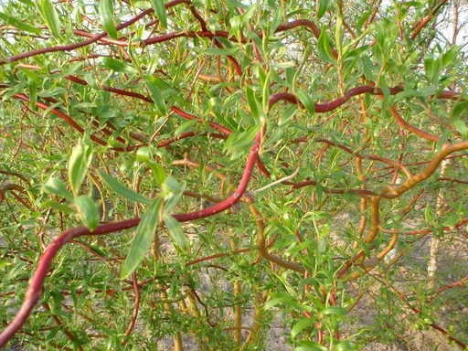 "Corkscrew willow Salix matsudana Tortuosa - 7.5 L pot 80-100 cm image"