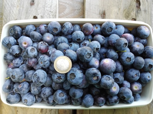 "Garden blueberry "Goldtraube", in a 3.5L container image"
