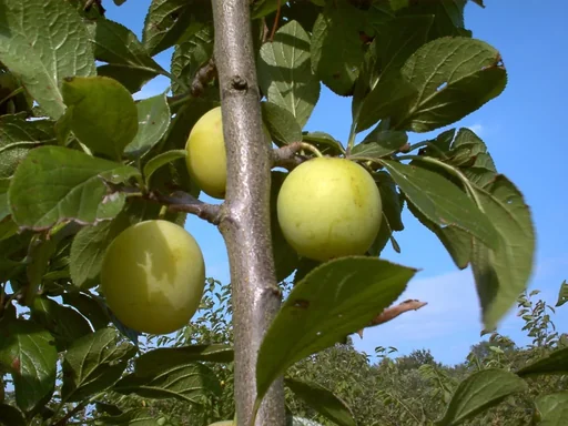 "Plum "Oullins Reneclode" bush, in 10L container, very frost hardy, juicy, sweet, mildly spiced image"