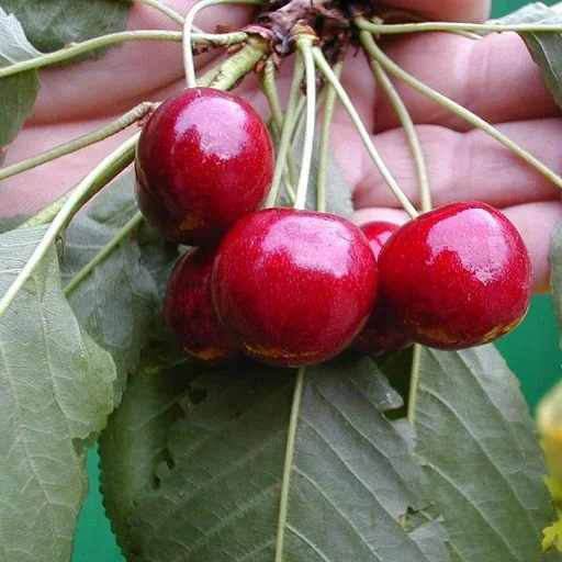 "Sweet cherry "Hedelfinger" bush, in a 10L container, sweet and tasty image"