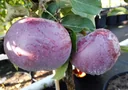 Apple "Blue Cologne" bush, in a 7.5L container