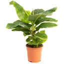 Flower-up Banana Plant - Musa Oriental Dwarf - Large - 50-60cm - 1 Plant