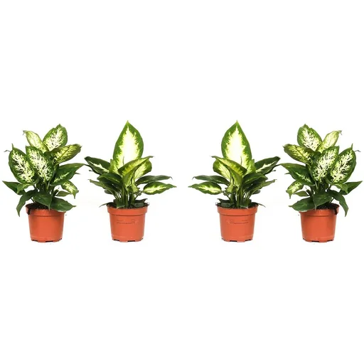 "Flowering Dieffenbachia Set Mix - 4 pieces - 25-40 cm (2x Dieffenbachia Camilla, 2x Dieffenbachia Compacta) image"
