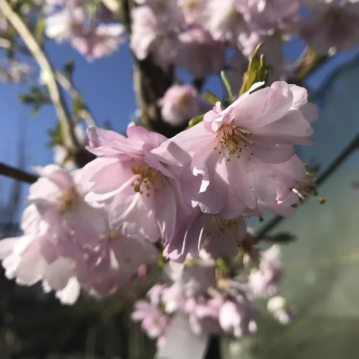 "Pink Winter Cherry Autumnalis Rosea - Prunus subhirtella - 7.5 L pot 80-100 cm image"