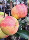 Apple "Carnival", bush, in a 10L container