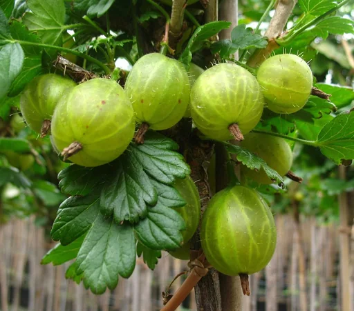 "Gooseberry white "Invicta" foot trunk, in 4L container image"