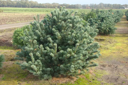 "Negishi Pine - Pinus parviflora - 7.5 L pot 40-50 cm image"