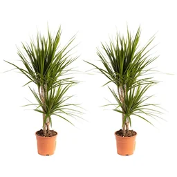 Bloeiende drakenboom - Dracaena Marginata - Groot - 75-80Cm - 2 stuks