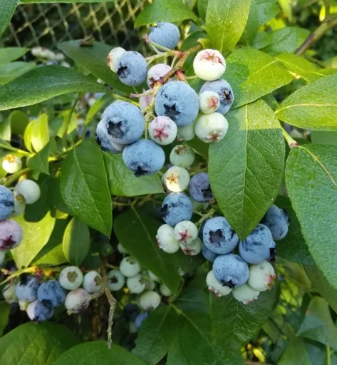 "Garden blueberry "Duke", in a 3.5L container image"