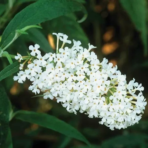 "Dwarf Buddleia Buzz Wine (burgundy red) - Buddleja davidii - 7 L pot image"