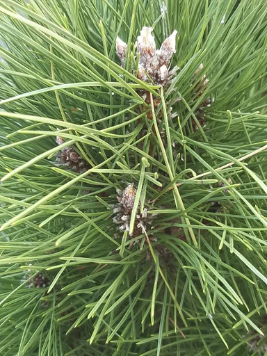 "Black pine, Pinus nigra "Green Tower", 7.5 liter pot, 40-50 cm tall image"
