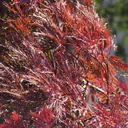 Cut-leaf maple dark red Garnet - Acer palmatum - 4 L pot 30-40 cm