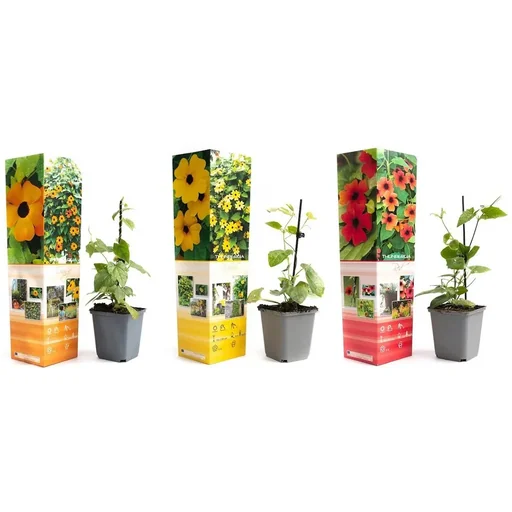 "Flowering Thunbergia Set - 6 pieces - 30-38 cm image"