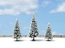Snow firs, 3 pieces, approx. 8 - 12 cm high