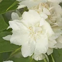 Philadelphus coronarius, fragrant jasmine - 12 L pot 100-125 cm