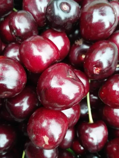 "Sweet cherry "Kordia" bush, in 10L container, burst-resistant, juicy, quite sweet image"