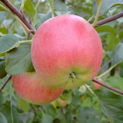 "Apple "Rubinola" half-standard, in a 10L container image"