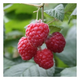 Himbeere 
