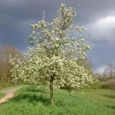 "Bee Tree", in a 3.5L container