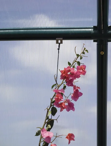 "Fixing hooks for plastic greenhouses image"