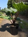 Rhabarber "The Sutton", im 3,5L-Container