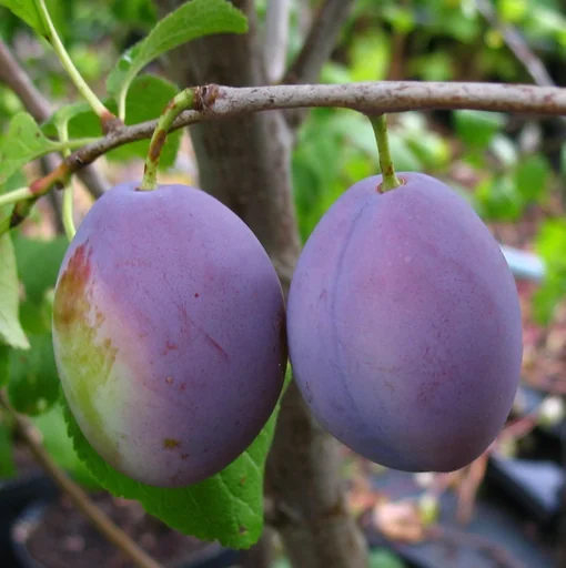 "Columnar plum "Hermann", 7.5L container, large, blue late plum, golden yellow fruit image"