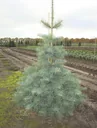 Colorado fir, grey fir, Abies concolor - solitary tree with ball 150-175 cm
