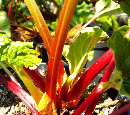 "Rhabarber "Frambezen rood", im 3,5L-Container image"