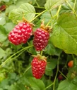 Tayberry 3.5L container, cross between raspberry and blackberry