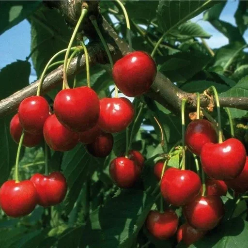 "Cherry maggot trap image"