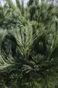 Silk pine, Pinus strobus "Macopin", 7.5 liter pot, 30-40 cm tall