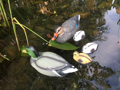 "duck family image"