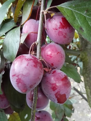 "Plum "Trailblazer" bush, in a 10L container, sweet, very juicy plum. High ornamental and useful value. image"