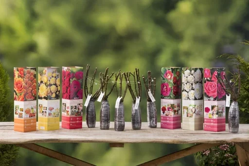 "Blooming set of 6 large-flowered roses 30-40 cm image"