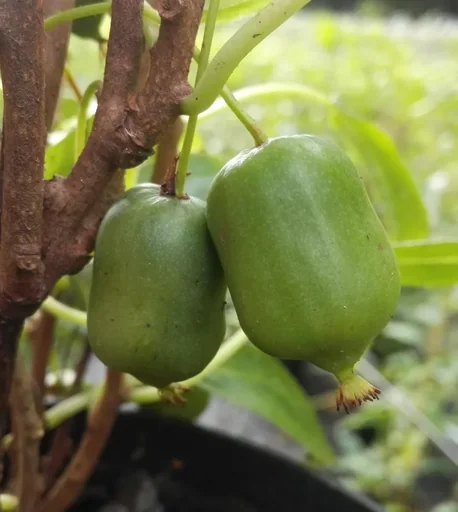 "Kiwi "Super Issai", 3,5L-Container image"
